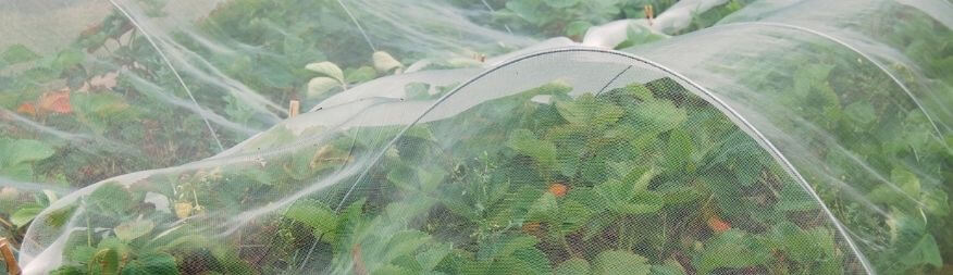 Insect Mesh | HDPE Plastic, Fibreglass & Aluminium